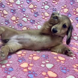 Orange Collar Girl - Cream female Dachshund puppy in Stillwater, Oklahoma from Extreme Cream Doxie Ranch