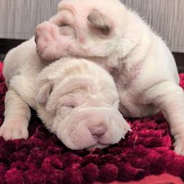 Girl 4 - White female Chinese Shar-Pei puppy in Autryville, North Carolina from T&D'S Razen Wrinkles Shar-pei