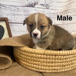 Boy 3 - Red male Pembroke Welsh Corgi puppy in Ridgeland, South Carolina from FOF Lowcountry Corgis