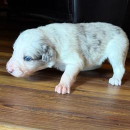 Avery girl - Slate merle female Border Collie puppy in Fairview, Tennessee from Hoffman Forest Acres LLC