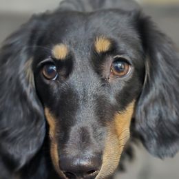 Dublin - Dachshund