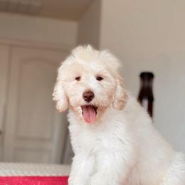 Coco - White female Bernedoodle puppy in Maricopa, Arizona from Desert Ridge Doodles