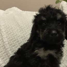Milo - Phantom Bernedoodle puppy in Frisco, North Carolina from Beach Bernedoodles