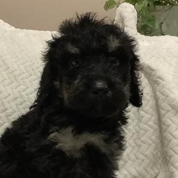 Milo - Phantom Bernedoodle puppy in Frisco, North Carolina from Beach Bernedoodles