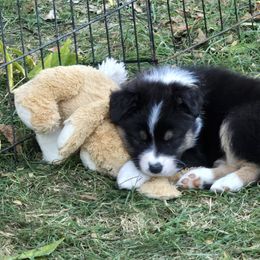 Australian Shepherd and Miniature American Shepherd Puppies from Crickhollow Australian Shepherds