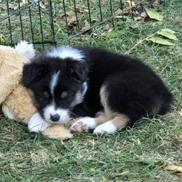 Australian Shepherd and Miniature American Shepherd Puppies from Crickhollow Australian Shepherds