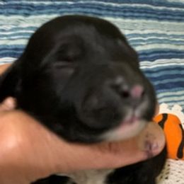 Girl 4 - Portuguese Water Dog puppy in Lakeview, Michigan from Cedar Creek Portuguese Water Dogs