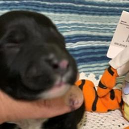 Girl 4 - Portuguese Water Dog puppy in Lakeview, Michigan from Cedar Creek Portuguese Water Dogs