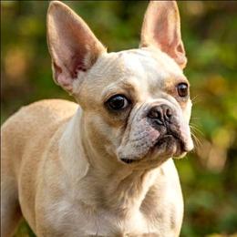 Story - Boston Terrier