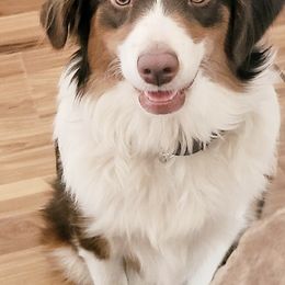 Aussiedoodles from House Merrills Minis and Doodles