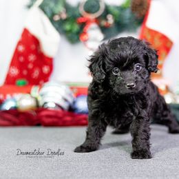 Aussiedoodle Puppies from Dreamcatcher Dogs