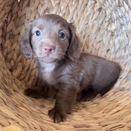 Moose - Chocolate male Dachshund puppy in Bentonville, Arkansas from T & D Dachshunds by design
