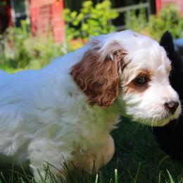 Collie, Goldendoodle, Havapoo, and Labradoodle Puppies from Oregon Valley Pups