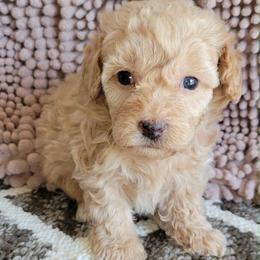 Sunflower - Red  female Goldendoodle puppy in Beecher, Illinois from Erica’s Doodles