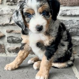 Assorted Doodle Crosses, Aussiedoodle, and Goldendoodle Puppies from Skyridge Doodles
