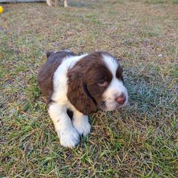 English Springer Spaniel Puppies from Savannah River Springers