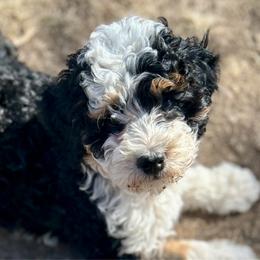 Gigi - Tri-color female Bernedoodle puppy in Lincoln, Nebraska from GRand Doodles