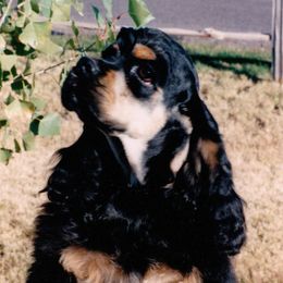 Cocker Spaniels from Twilight Cockers