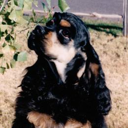 Cocker Spaniels from Twilight Cockers