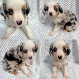 Blue Merle female - Blue merle female Miniature Australian Shepherd puppy in Brooker, Florida from Honey, I Shrunk the Aussies