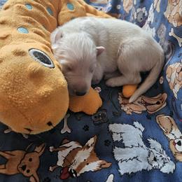 No Mark Boy - White male German Shepherd puppy in Cecilia, Kentucky from Paws Inn Kennel