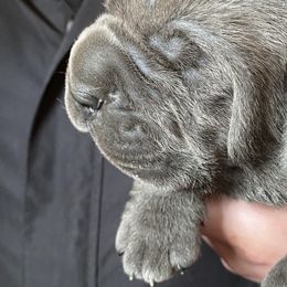 Boy 2 - Cane Corso puppy in Olympia, Washington from Loch and Spruce Cane Corso