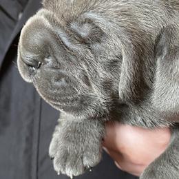 Boy 2 - Cane Corso puppy in Olympia, Washington from Loch and Spruce Cane Corso