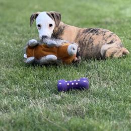 Rory - Red brindle male Whippet puppy in Sugar Valley, Georgia from Pinnacle Farm and Kennel