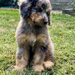 Penny - Bernedoodle