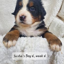 Boy 4 - Black rust and white male Bernese Mountain Dog puppy in Nicholson, Georgia from Bernese Mountain Dogs of Pony Trail Farm