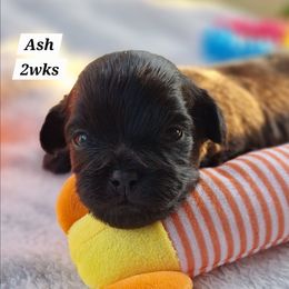 Ash - Brindle male Mal-Shi puppy in Apollo Beach, Florida from Gemstone Exclusive Pups of Florida