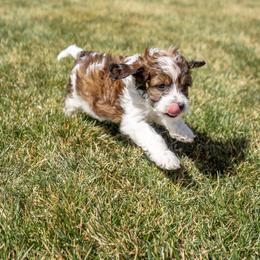 Bernedoodle, Cavapoo, Goldendoodle, and Poodle Puppies from Wasatch Pup