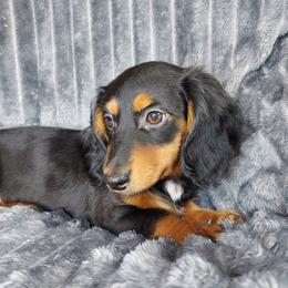 MOLLIE - Black and tan female Dachshund puppy in Swink, Oklahoma from Palali Farm