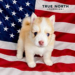 Amber - Red and white female Pomsky puppy in Olathe, Kansas from True North Pomskies