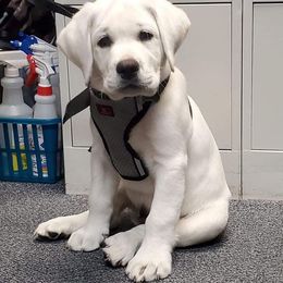 Labrador Retriever Puppies from Fidelity Farm Labradors