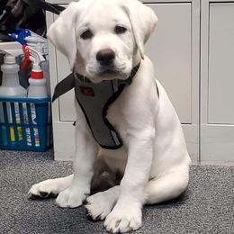 Labrador Retriever Puppies from Fidelity Farm Labradors