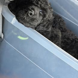Poodle Puppies from Risa Poodles