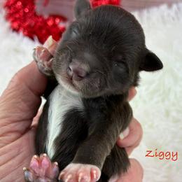 Ziggy - Liver male Miniature Schnauzer puppy in Sylvania, Georgia from Southern Sky Miniature Schnauzers