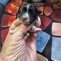 Angel - Parti female Miniature Schnauzer puppy in Comanche, Texas from Circle R