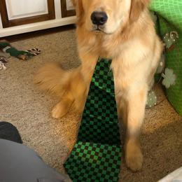 Golden Retriever Puppies from Davis Pond Goldens