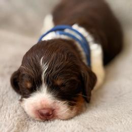 Blue boy - Liver white and tan male English Springer Spaniel puppy in Cleburne, Texas from Powers English Springer Spaniels