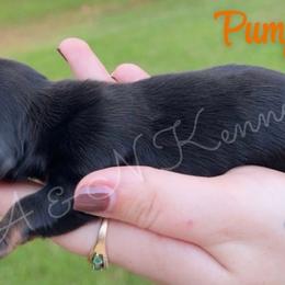 Pumpkin - Black and tan female Dachshund puppy in Brandon, Mississippi from A & N Kennel’s Mini Dachshunds