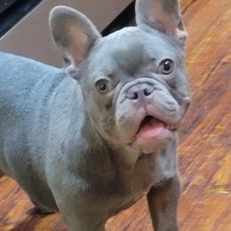 Mozambique - French Bulldog