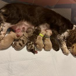 Dachshund Puppies from Oscar Meyer’s Weenies