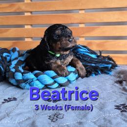 Beatrice - Black female Labradoodle puppy in Genoa City, Wisconsin from Sakura Pups