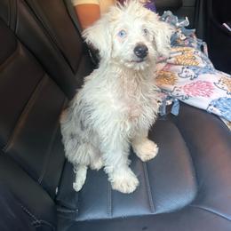 Kiki - Brown merle female Aussiedoodle puppy in Austin, Texas from Doodles of Central Texas