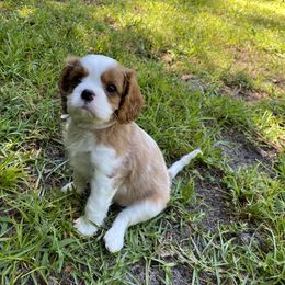 Black Russian Terrier and Cavalier King Charles Spaniel Puppies from Ocean Gem & Guardian Bears
