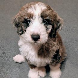 Poseidon - Blue merle male Aussiedoodle puppy in New Durham, New Hampshire from Ridgeview Aussiedoodles