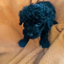 Chihuahua, Cockapoo, Cocker Spaniel, Poodle, Yorkipoo, and Yorkshire Terrier Puppies from Baker Kennels