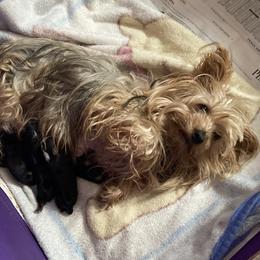 ANGEL - Yorkshire Terrier